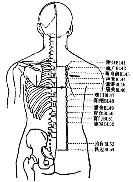 Fufen(BL41)