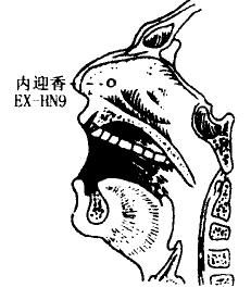 Neiyingxiang(EX-HN9)