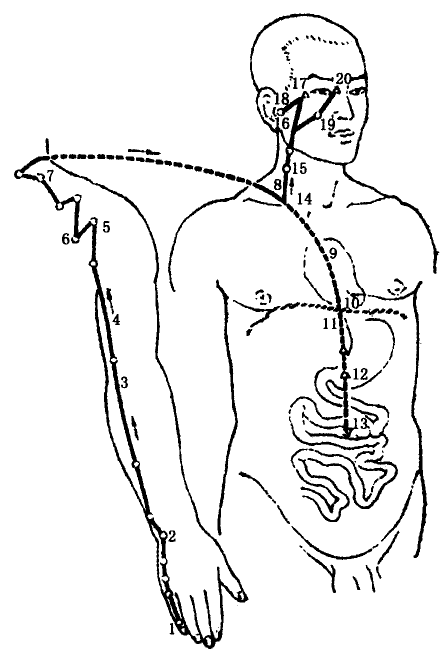 The Small Intestine Meridian of Hand Taiyang