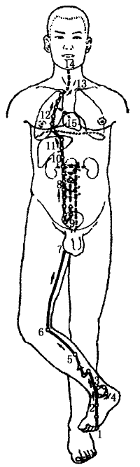 The Kidney Meridian of Foot Shaoyin