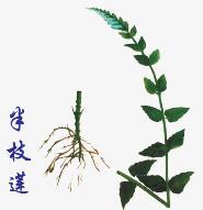 Banzhilian (Herba Scutellariae Barbatae)